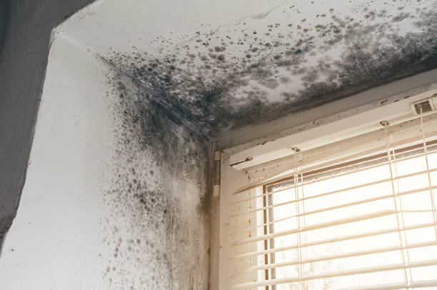 Trusted Crawl Space Mold Removal service in Brutus, MI - Cheap Mold Removal