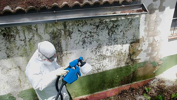 Trusted Mold Inspection service in Brutus, MI - Cheap Mold Removal